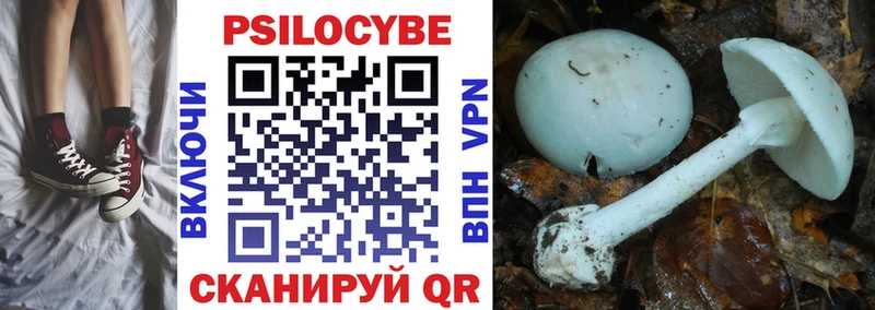 Купить где  Сибай  Галлюциногенные грибы Psilocybine cubensis 